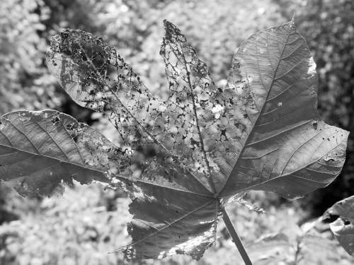 Dark Green Filtering