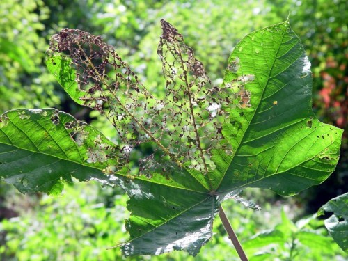 Trinidad—Asa Wright Nature Centre 038