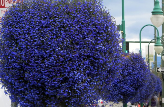Alaska State Flag Colors