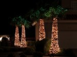 Decorated Palms