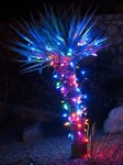 LEDs on a Yucca