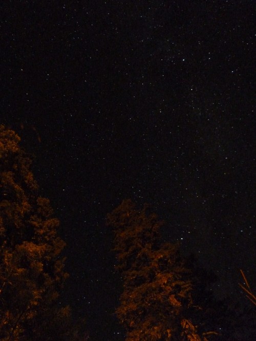 Milky Way Amongst the Pines