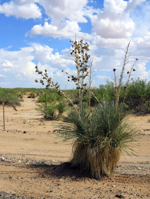 Desert Yucca Post-Bloom
