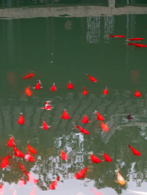 Fish in the Garden of Seclusion and Meditation