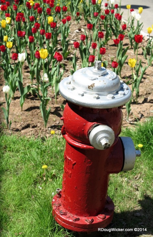 Ever Feel Like a Fire Hydrant in a Dog Park?