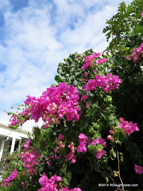 Nouméa Bougainvillea