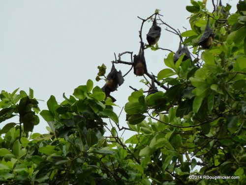 Samoan Flying Fox