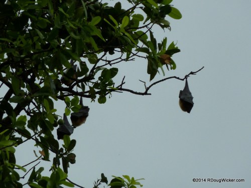 Samoan Flying Fox