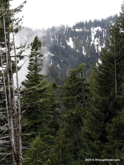 Trees, Snow, and Clouds