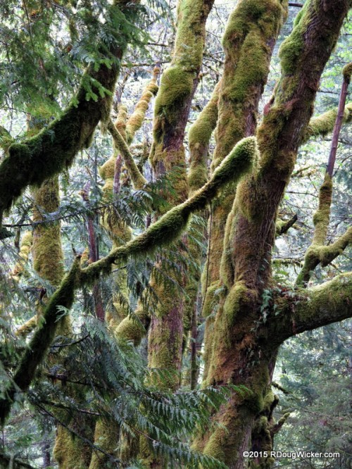 No Rolling Stone Here