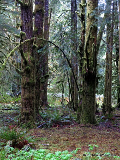 Old Growth Forest