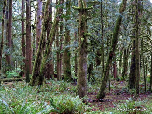 Old Growth Alder, Cedar, Fir, and Hemlock