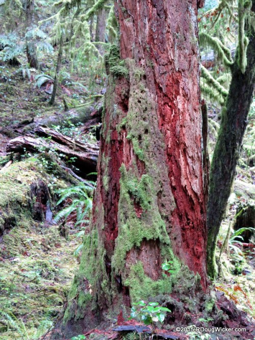 Splashes of Color in a Sea of Green