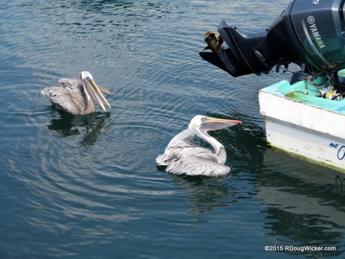 Pelicans on the prowl