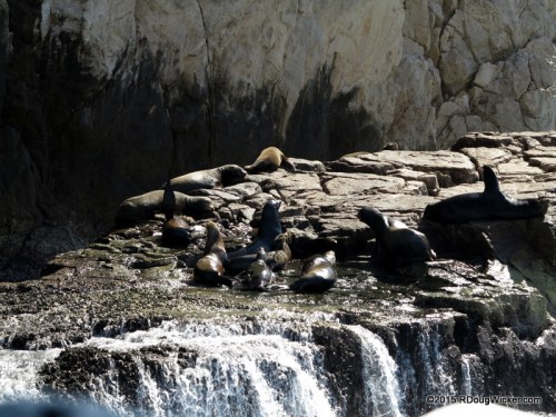 Seals of Cabo