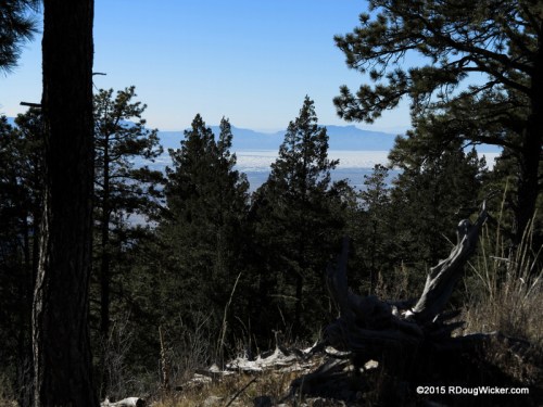 White Sands beyond Tall Pines