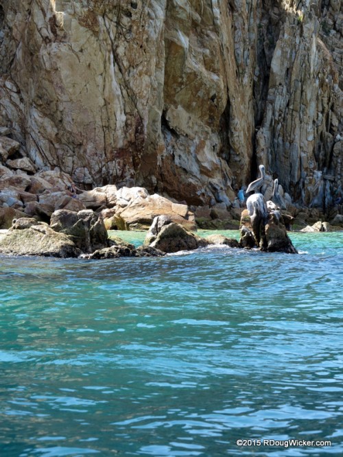 Pelicans on the rocks