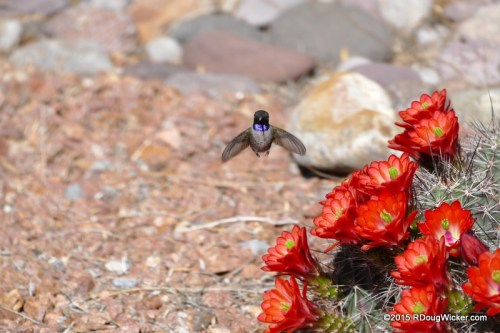 Why do hummingbirds hum?
