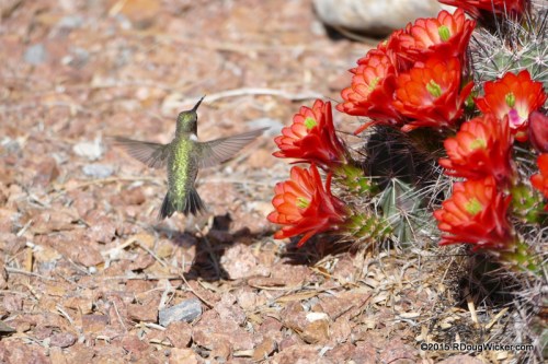 Because they don't know the words.