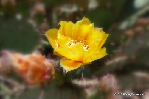 Cactus Flower