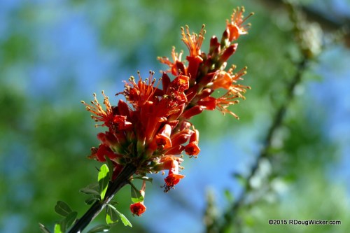 Springtime Desert Flora