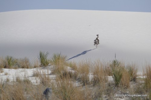 Lonely Dune Climber
