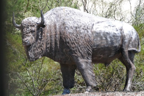 American Bison, a.k.a., "Buffalo