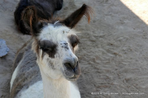 ¿Como se llama, amigo?
