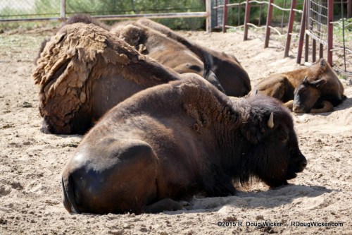 Indian Cliffs Ranch-047