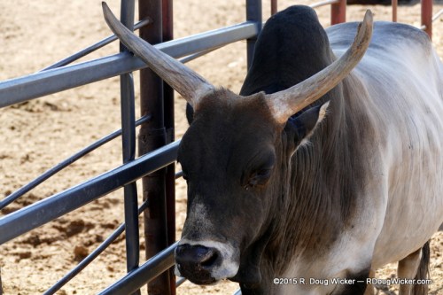 American Brahman