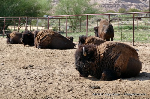 Indian Cliffs Ranch-051