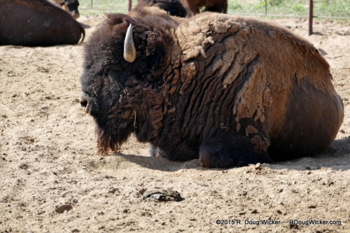 American Bison