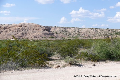 Mesquite trees
