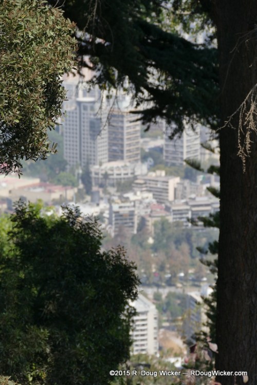 Looking Between the Trees