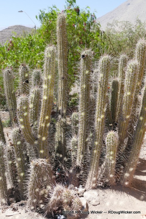 A Case of Prickly Heat