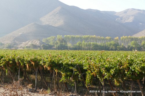 Growing grapes for Pisco