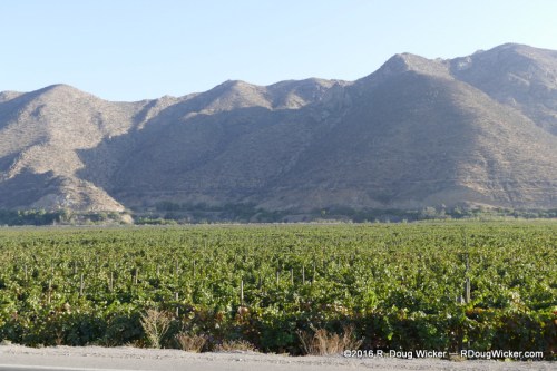 Elqui Valley vineyard