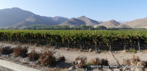 Elqui Valley Vineyard Panorama