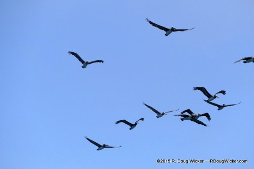 Pelicans in Flight