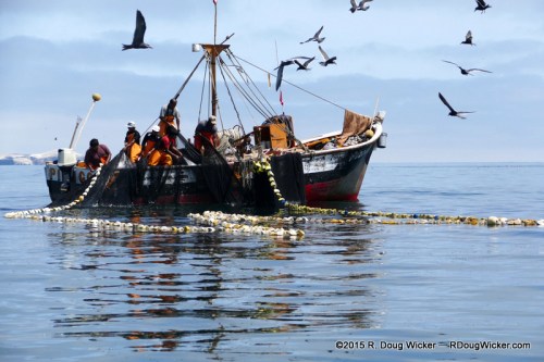 Battling Birds for the Catch of the Day