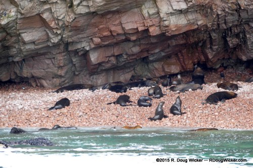 Islas Ballestas  3-18-2015 10-53-32 AM