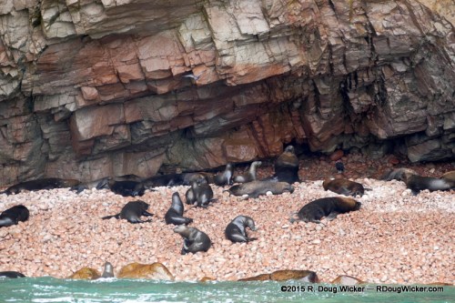 Islas Ballestas  3-18-2015 10-53-37 AM