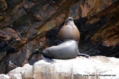 South American Sea Lion