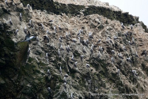 A Cliff of Birds