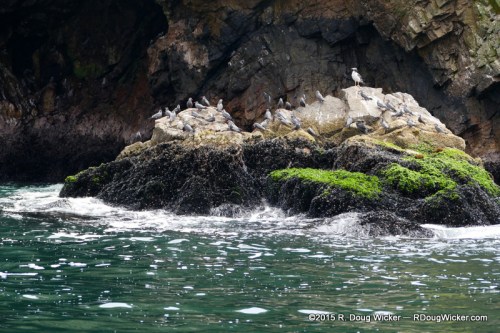 The beautiful red bills of the Inca tern