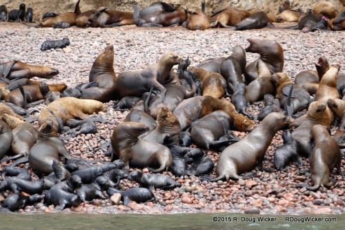 Sea lion moms and their pups