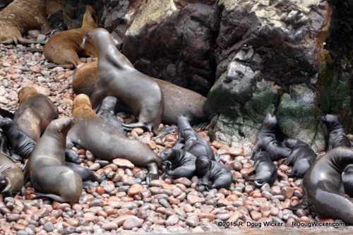 Mama Sea Lions and their Cubs