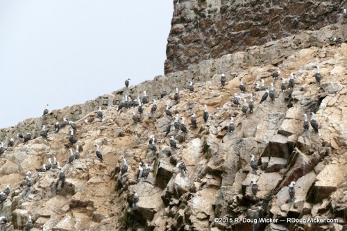 More Guano Factories at Work