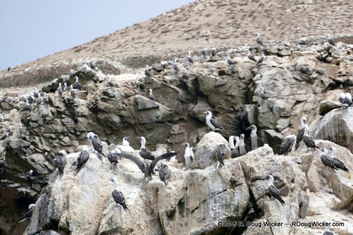 More Peruvian boobies