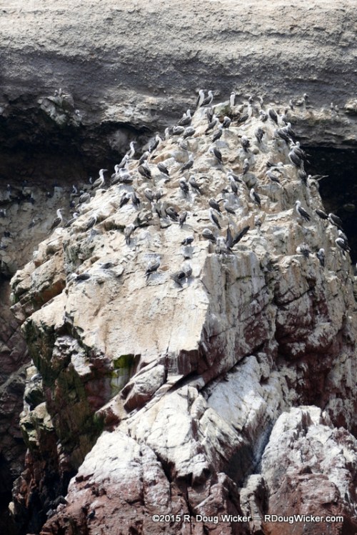 Islas Ballestas, Paracas National Reserve